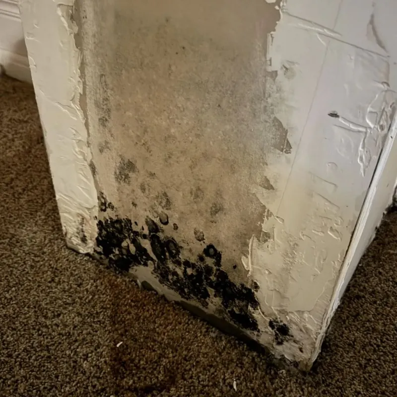 Professional Mold Removal in Rappahannock County, VA
